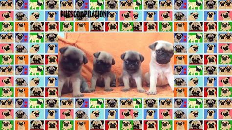 Funny Dogs But Only Pug Videos Instapugs Pug Compilation 11 Vidéo