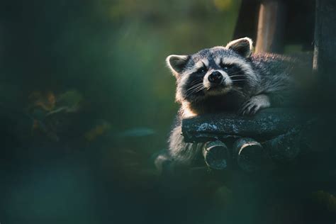 Download Animal Raccoon Hd Wallpaper