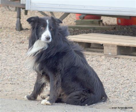 Lovely Collie A Very Friendly Working Collie To Be Seen At Flickr