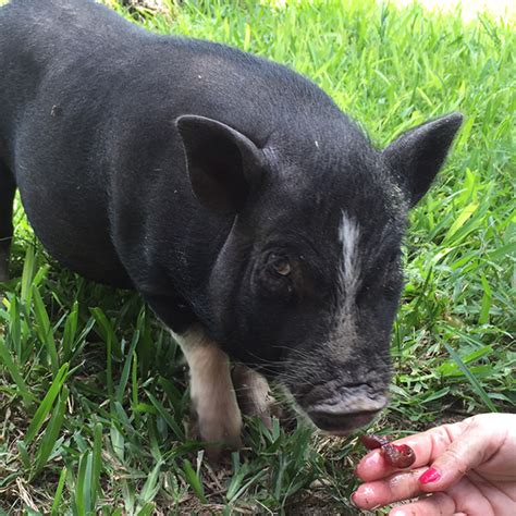 Humphrey: A Piggy Just Looking for Love - South Florida SPCA Horse Rescue