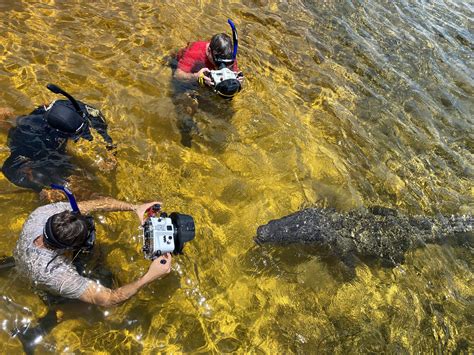 Crocodile Diving Off Banco Chinchorro Three Day Report — Sdm Diving