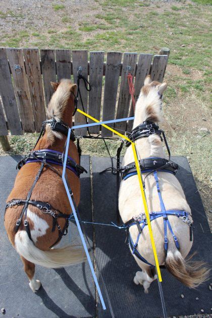 How To Make Two Single Harnesses Into A Team Harness Chimacum Tack