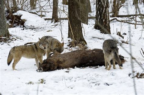 Wolf Population On A Rise In Chernobyls Wildlife Preserve The