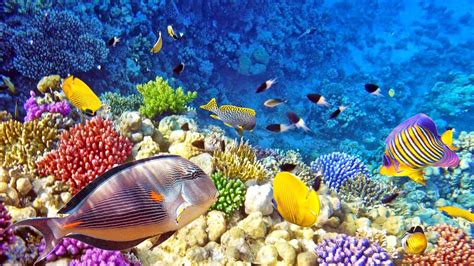 Raja Ampat Underwater Photo Tropical Colorful Fish Coral Coral Reefs