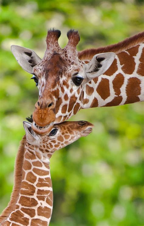Sweet Love Giraffe Pictures Baby Animals Animals Beautiful