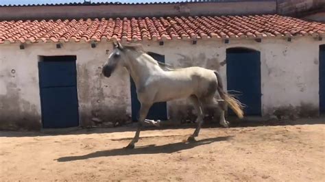 Caballo Y Yeguaprimera Cita Primera Vez Horse Mating Semental Stallion