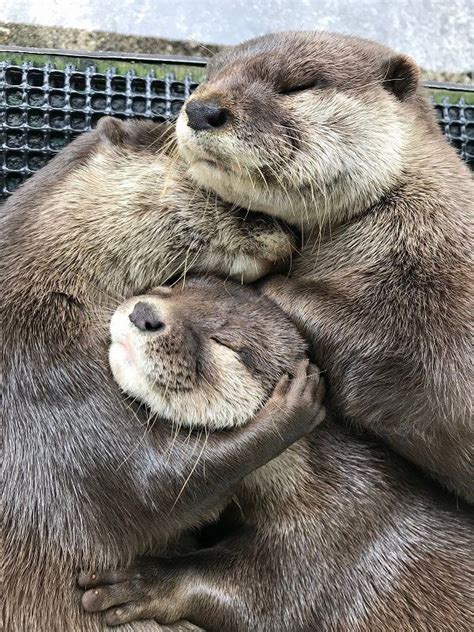 Group Hug — The Daily Otter Otters Cute Animal Hugs Otters