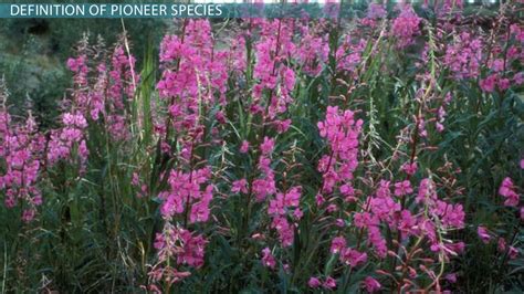 Pioneer Species Definition Importance And Examples Video And Lesson