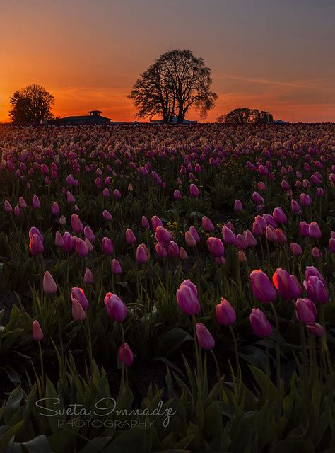 Sunset At Tulip Field Woodburn Or A Photo On Flickriver