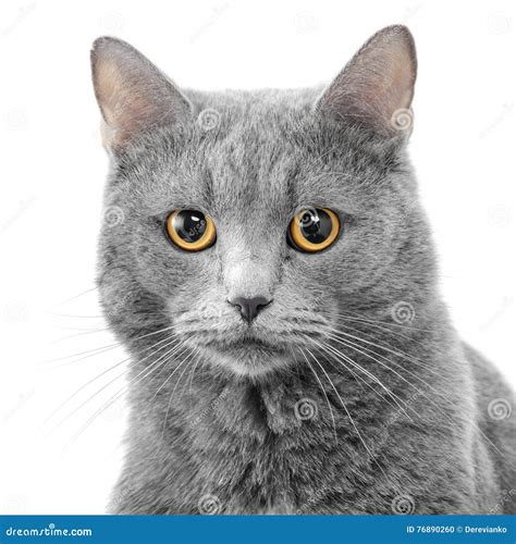 Serious Cat Stock Photo Image Of Funny Curious Posing 76890260
