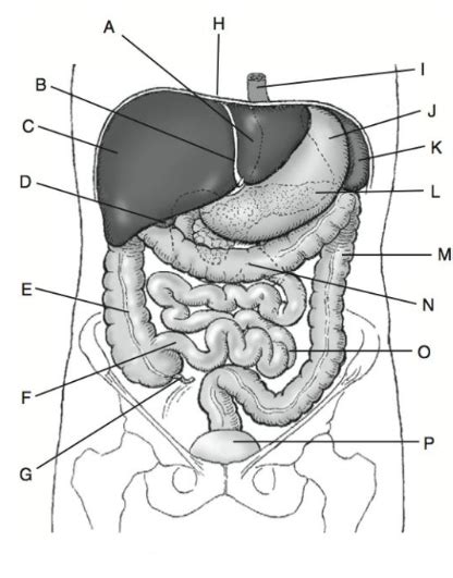 Abdomen Anatomy Pt 4 Diagram Quizlet