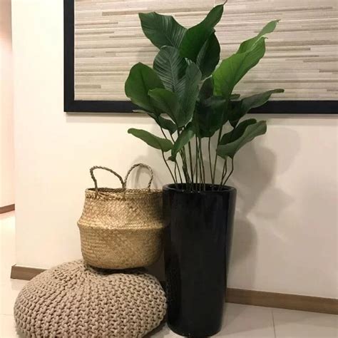 Apa saja tanaman hias untuk dalam rumah in 2020 large indoor plants easy house plants best indoor plants. Deco Pokok Hiasan Dalam Rumah - Pagar Rumah