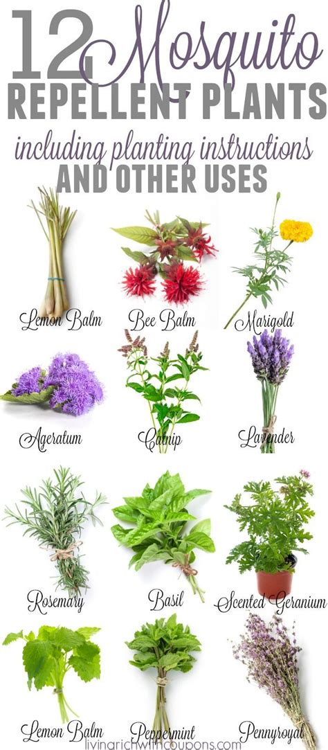 12 Awesome Mosquito Repellent Plants That Will Make You Go Outside