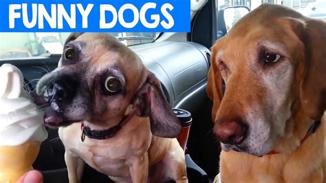 Funny Dogs Compilation 2018 Best Pet Moments Cute Critters Tv Youtube