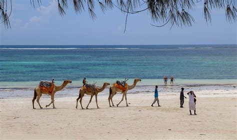 Best Diani Beach Safaris And Mombasa Tour Operators In Kenya