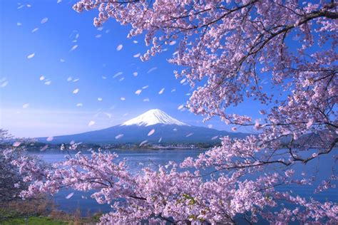 Background Bunga Sakura Jepang Picture Myweb