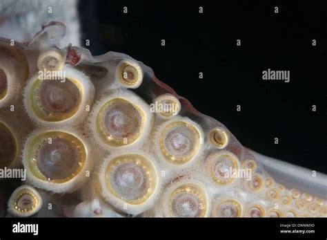Closeup Of Suckers And Teeth Rings On The Tentacles Of Humboldt Squid