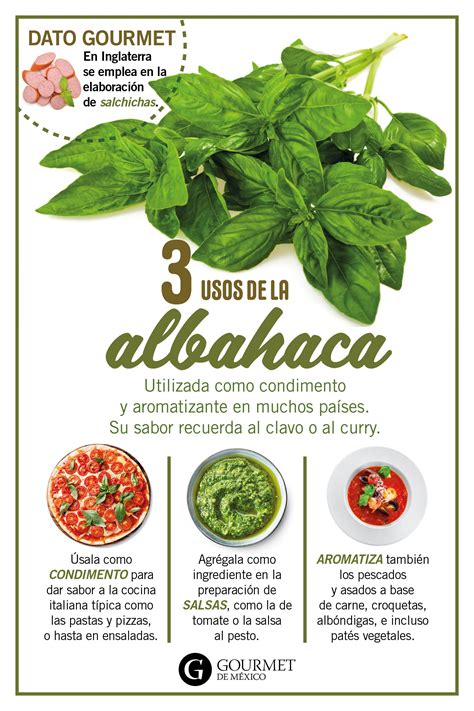 En la actualidad existen más de 40 especies. Usos de la albahaca en la cocina en 2020 | Hierbas y ...