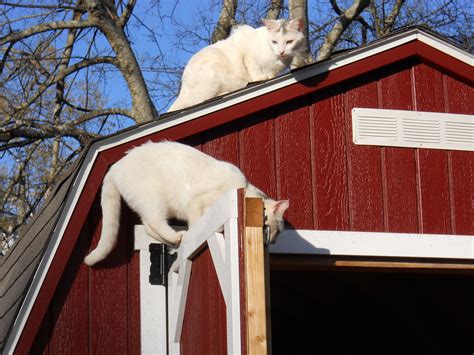 Cats On Barn Pets Cats Cats Meow
