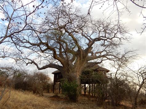 Elewana Tarangire Treetops Bewertungen Fotos And Preisvergleich
