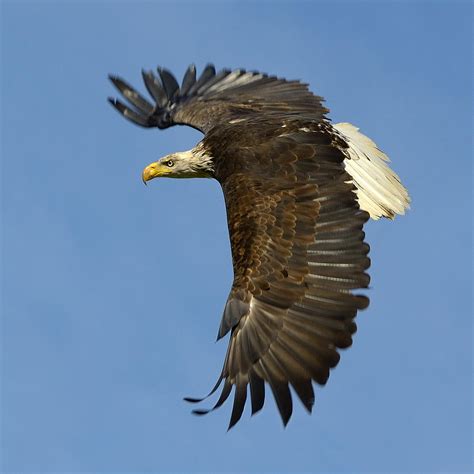 Bald Eagle In Flight Photograph By Tony Beck