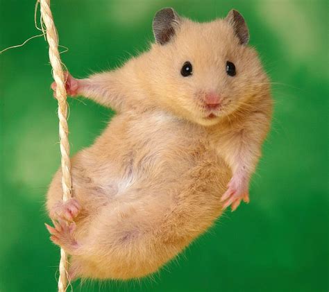 Hamster Wallpapers Top Free Hamster Backgrounds Wallpaperaccess