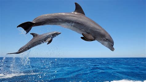 Gambar ikan lumba lumba nama binatang aquarium live sumber : 8 FAKTA IKAN LUMBA LUMBA - YouTube