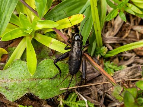 6 Easy Ways To Get Rid Of Crickets In Your Garden The Practical Planter