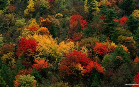 Fall Tree Color Desktop Wallpaper