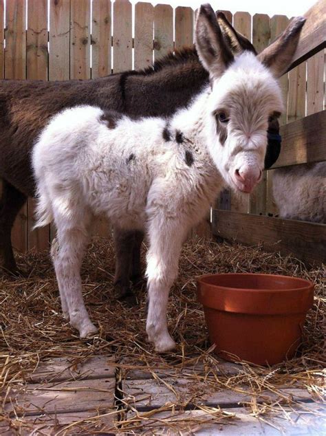 22 Photos Proving That Baby Donkeys Are The Cutest Animals Of The