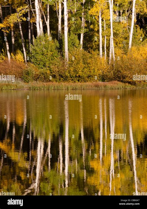 Autumn In Perfect Reflection Of Woods Lake Colorado Stock Photo Alamy