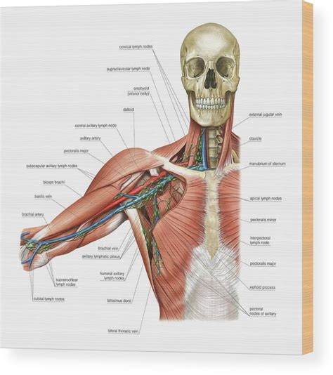 Upper Body Lymphoid System Wood Print By Asklepios Medical Atlas Pixels
