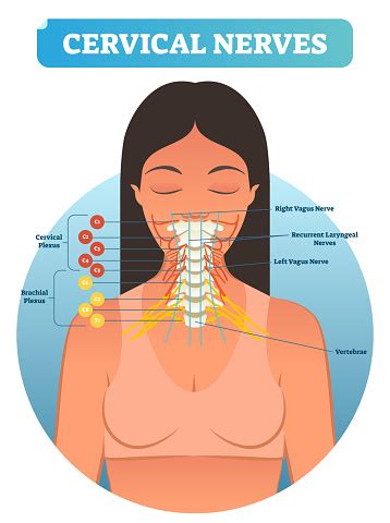 It is the most complete reference of human anatomy available on web, ipad, iphone and android interactive anatomical atlas of the head, brain, and neck based on anatomical diagrams and ct and mri medical imaging exams. Cervical Nerves Medical Anatomy Diagram Vector Illustration Human Neurological Network Scheme In ...