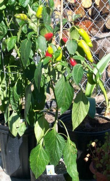 Plantfiles Pictures Hot Banana Pepper Hungarian Wax Capsicum Annuum By Cvillegardener