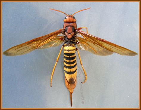 Wasp Long Tail Wasp