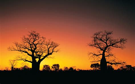 The Boab Trees Of The Kimberley Instyle Adventures