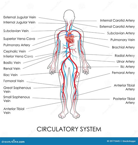 Sistema Circulatorio Humano Mapa Conceptual Background Nietma Porn