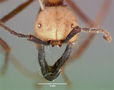 Ropensci Antweb Programmatic Interface To Ant Biodiversity Data