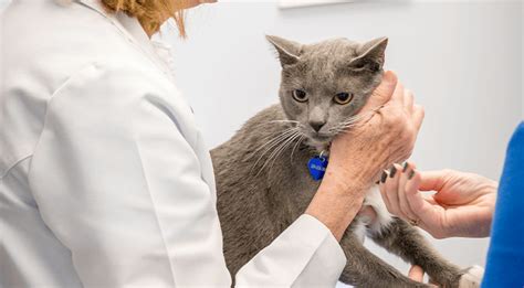 I took my cat to the vet for a uti. Cat Preventive Care Near Me 70065 - Chateau Veterinary ...