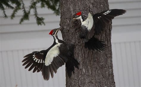 Two Female Pileated Woodpeckers Fighting Over A Male Feederwatch