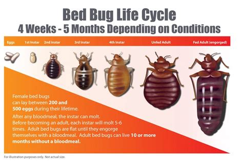 Do Bed Bugs Live In Walls Yadirawaldhauser