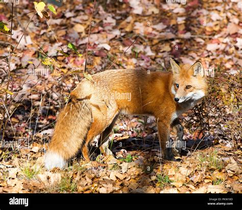 Red Fox Animal In The Forest In Its Surrounding And Environment With A