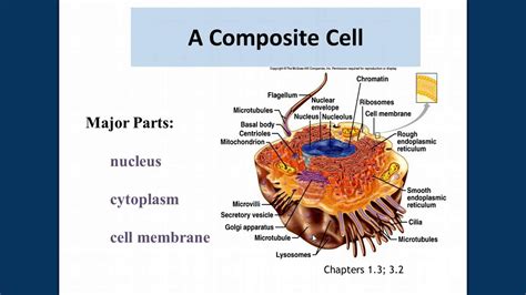 Levels Of Organization Of Living Organisms Youtube