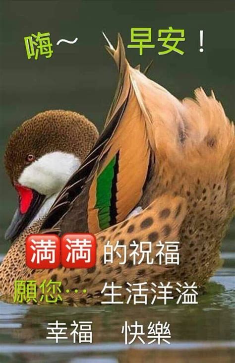 Good morning animal images 5. 817 best Good Morning Wishes In Chinese images on Pinterest