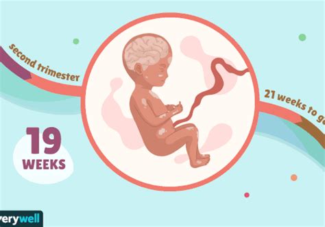 19 Weeks Pregnant Baby Development Symptoms And More