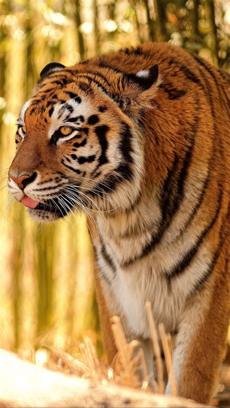 Hd Tiger Android Wallpapers Wallpaper Cave
