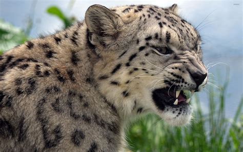 Angry Snow Leopard Wallpaper Animal Wallpapers 42043