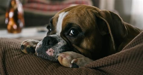 How To Treat English Bulldog Skin Problems Everyday Of Dogs