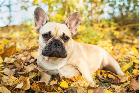 Portrait Of A French Bulldog Of Fawn Color Against The Background Of