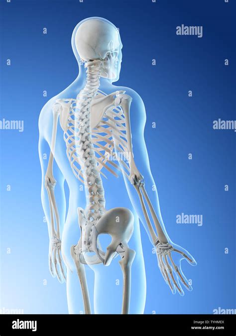 3d Rendered Illustration Of A Mans Skeletal Back Stock Photo Alamy